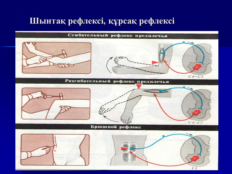 Шынтақ рефлексі, құрсақ рефлексі
